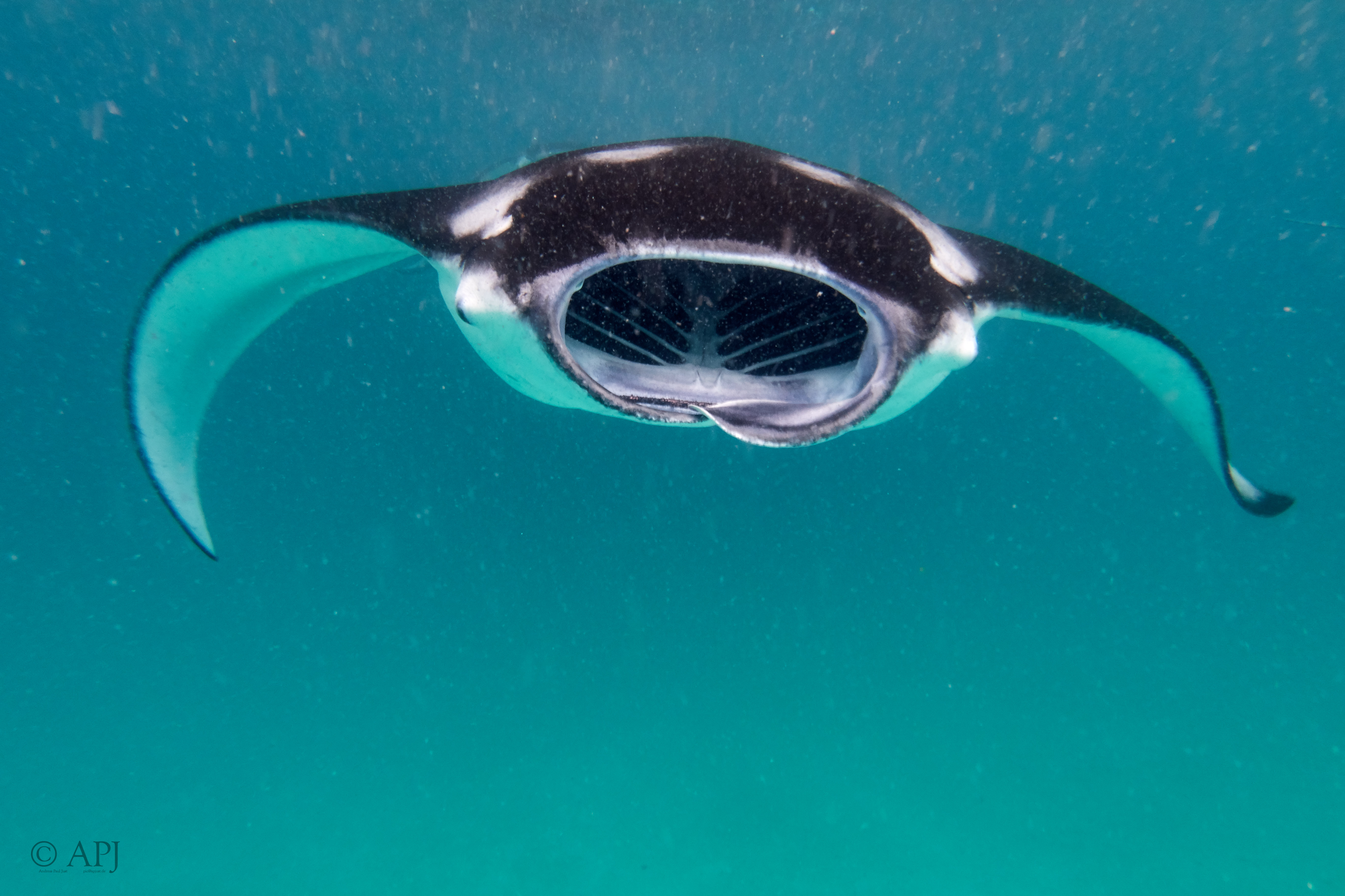 002556 17 08 17  Canon PowerShot G7 X Mark II   Malediven2017